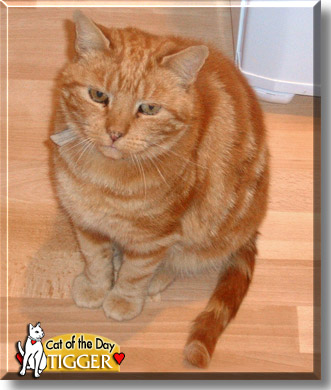 Tigger, the Cat of the Day