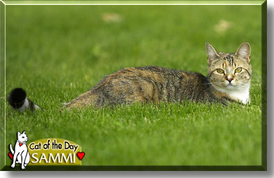 Sammi, the Cat of the Day