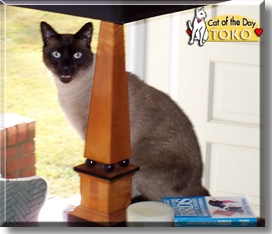 Toko, the Cat of the Day