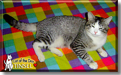 Tinsel, the Cat of the Day