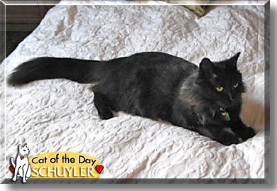 Schuyler, the Cat of the Day