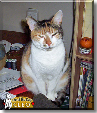 Cleo, the Cat of the Day