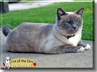 Jasmine, the Cat of the Day