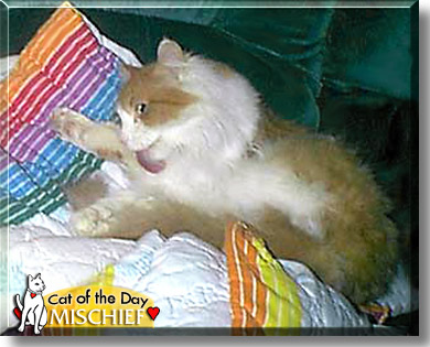 Mischief, the Cat of the Day