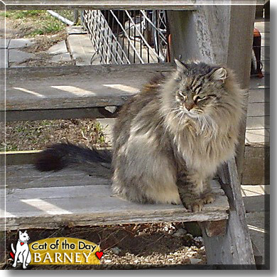 Barney, the Cat of the Day
