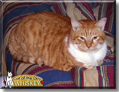 Whiskey, the Cat of the Day