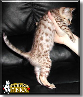 Tinka, the Cat of the Day