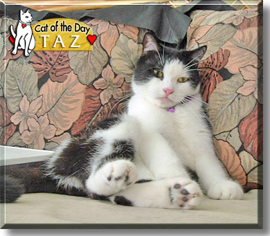 Taz, the Cat of the Day