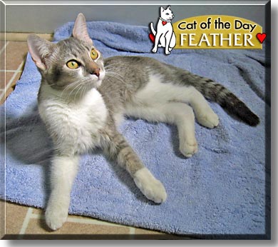 Feather, the Cat of the Day