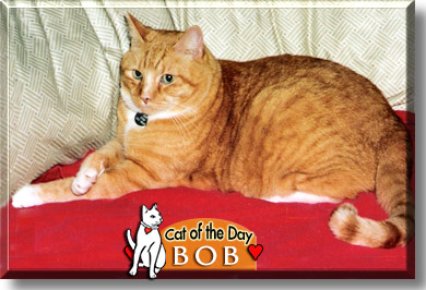 Bob, the Cat of the Day