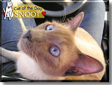 Snoot, the Cat of the Day