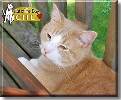 Che, the Cat of the Day