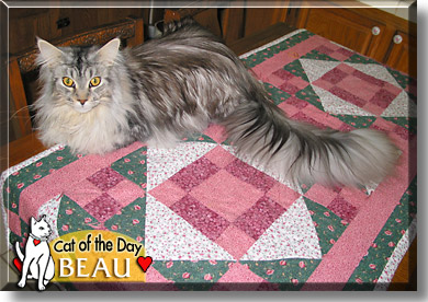 Beau, the Cat of the Day