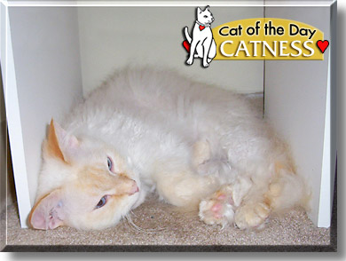 Catness, the Cat of the Day