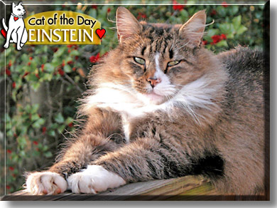 Einstein, the Cat of the Day