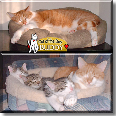 Buddy, the Cat of the Day