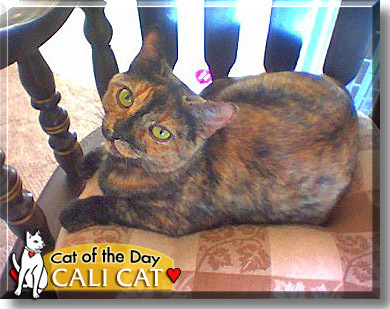 Cali Cat, the Cat of the Day