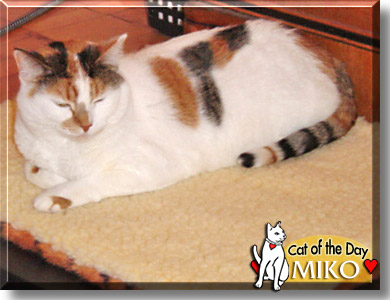 Miko, the Cat of the Day