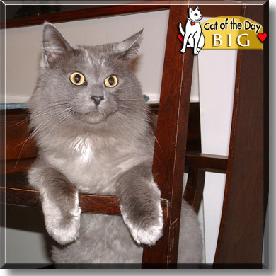 Big, the Cat of the Day