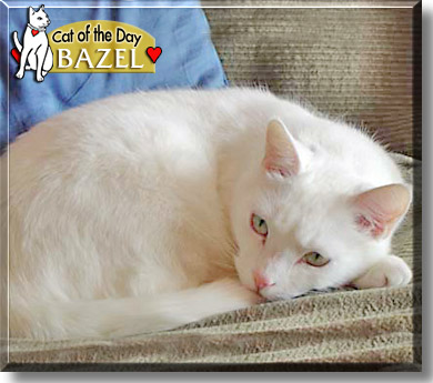 Bazel, the Cat of the Day