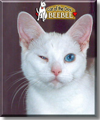 BeeBee, the Cat of the Day