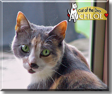 Chloe, the Cat of the Day