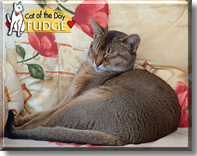 Fudge, the Cat of the Day