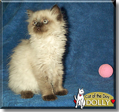 Dolly, the Cat of the Day