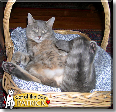 Patrick O'Toole, the Cat of the Day