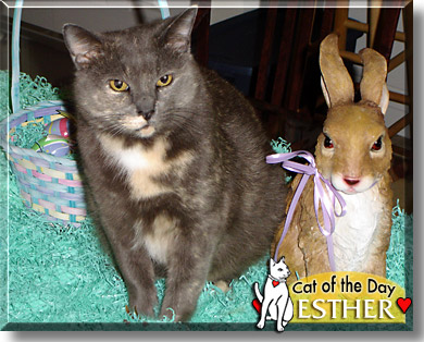 Esther, the Cat of the Day