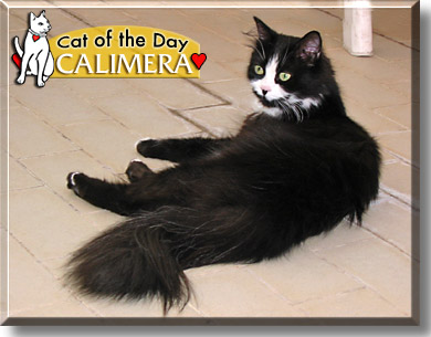 Calimera, the Cat of the Day