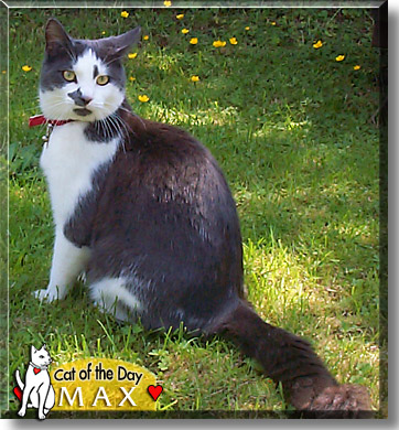 Max, the Cat of the Day