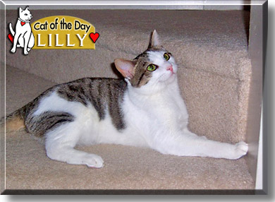 Lilly, the Cat of the Day