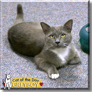 Greyboy, the Cat of the Day