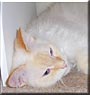 Catness
