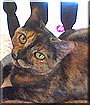 Cali Cat