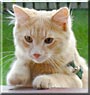 Louie