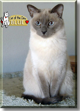 Blue, the Cat of the Day