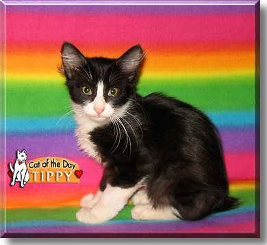 Tippy, the Cat of the Day