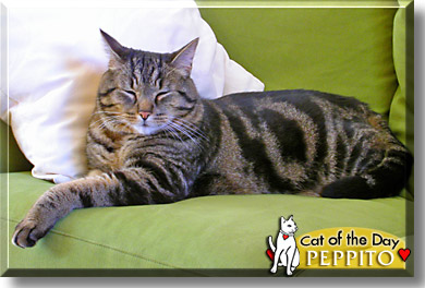 Peppito, the Cat of the Day