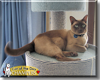 Champers, the Cat of the Day