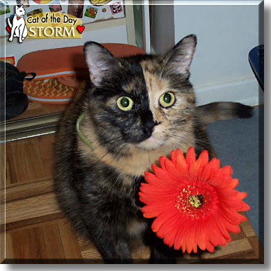 Storm, the Cat of the Day