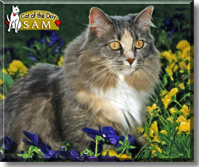 Sam, the Cat of the Day