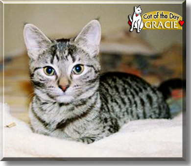 Gracie, the Cat of the Day
