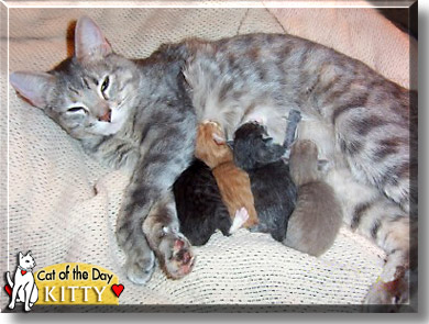 Kitty, the Cat of the Day