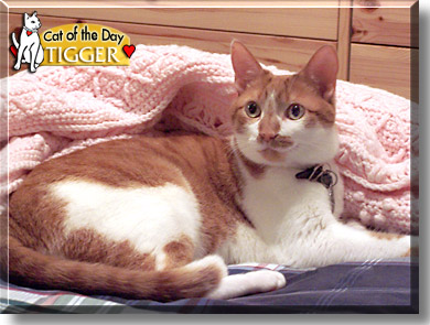 Tigger, the Cat of the Day