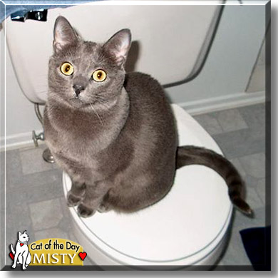 Misty, the Cat of the Day