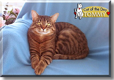 Tommy, the Cat of the Day