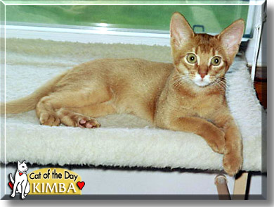 Kimba, the Cat of the Day