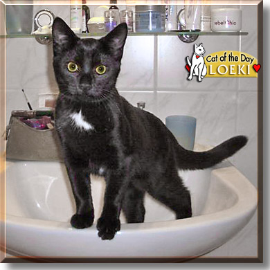 Loeki, the Cat of the Day